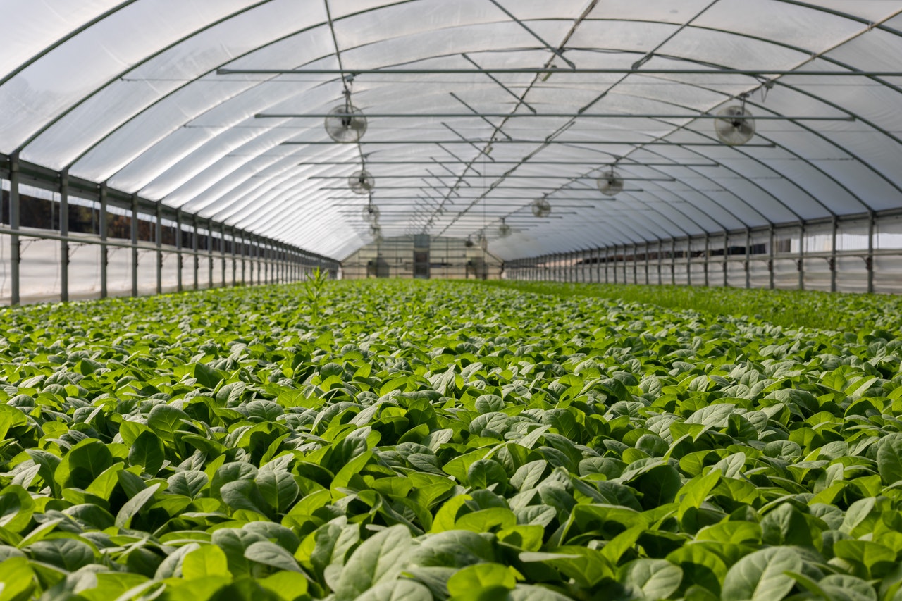 Vertical Farming in India | Detailed Blog | MD BIOCOALS
